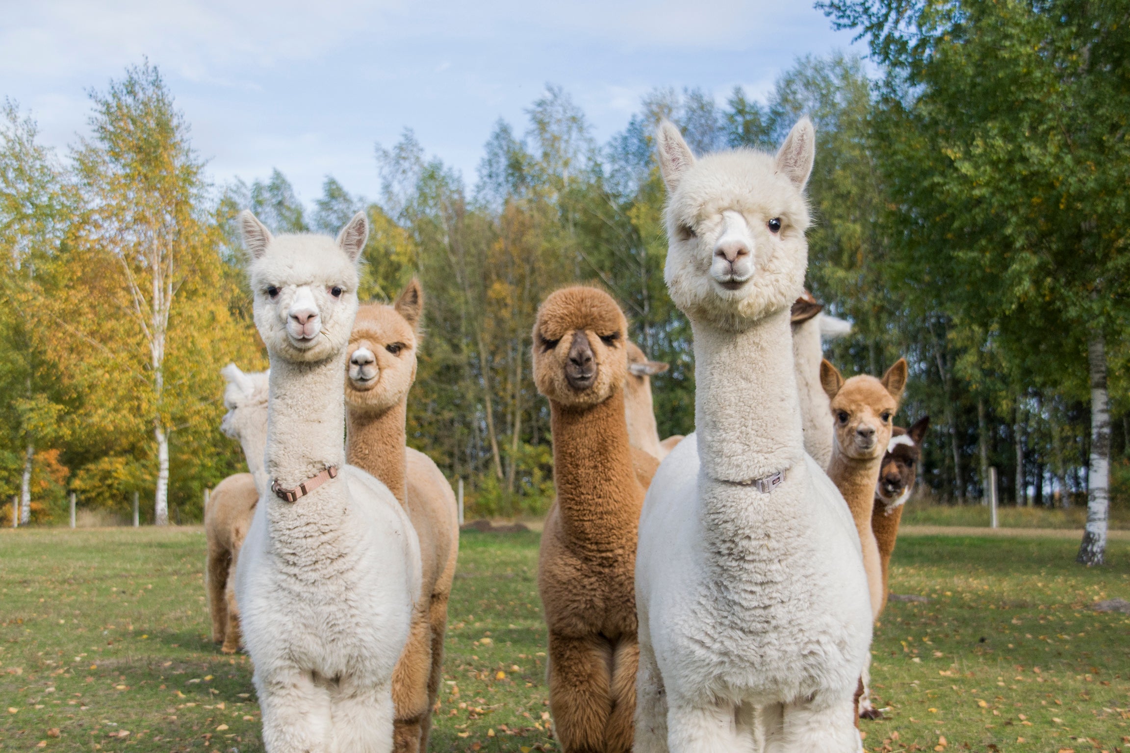 Szczęśliwe alpaki