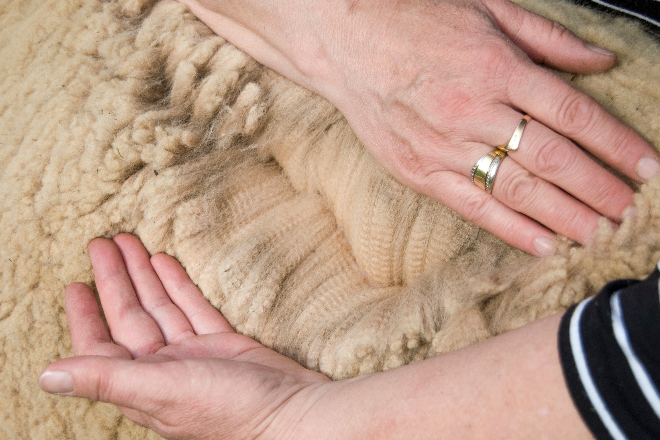 Virgin wool i wełna alpaki - co to jest i czym się różnią?